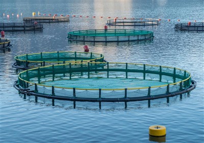 PSA Oxygen Generator vs Oxygen Cylinders in Aquaculture