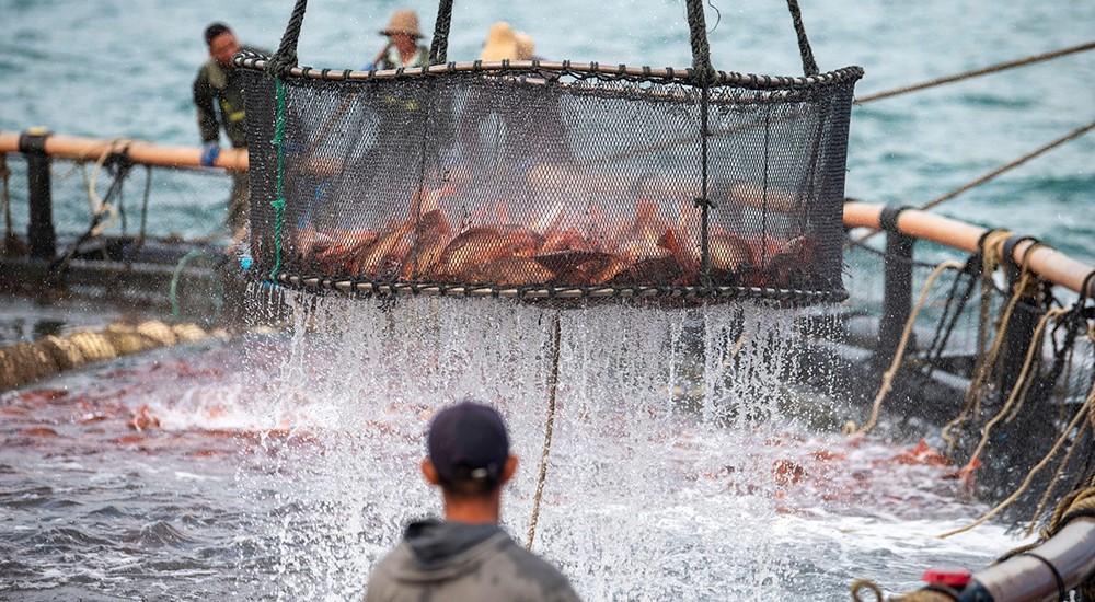 Oxygen for hatcheries and broodstock: Why it matters for aquaculture